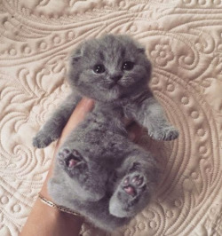 cute-overload:  He is a sweet cuddly baby..