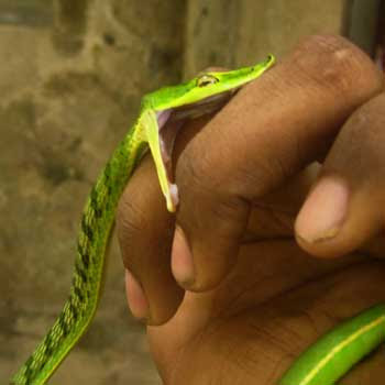 cool-critters:Green vine snake (Ahaetulla nasuta)The green vine snake is a slender green tree snake 