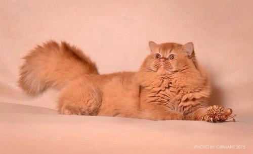 scottishstraight:Handsome British Longhair cat!© “Spectacular” cattery