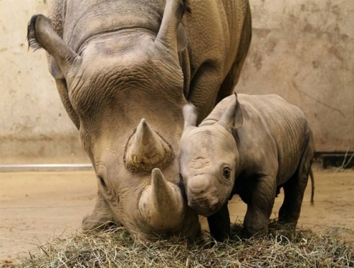 Black rhinos are solitary animals except for when the females are in heat.  A mating pair will 