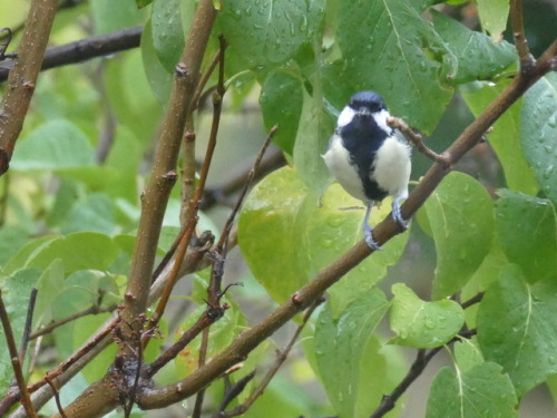 Tits came back at autumn…