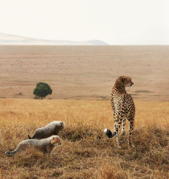 Photographing Animals That May Soon Be Extinct.