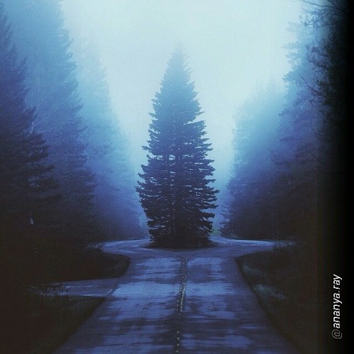 By @ananya.ray “Tree divider.”   #tree #treesworld #trees #shadows #mist #mystery #beauty
