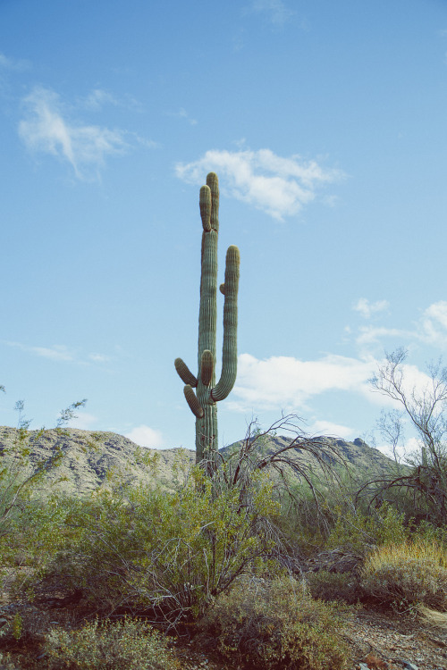 Saguaro. (South Mountain Park. Phoenix, AZ. April, 2016).