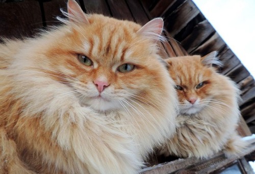the-enchanted-storybook:  best-of-memes:   Siberian Cats !!  ugh I need a giant floof cat