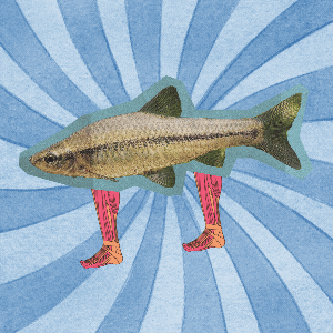 FishLegs