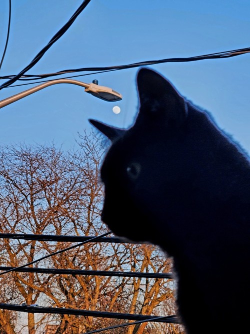 More Wife Pics (plus Pictures Of My Cat!)