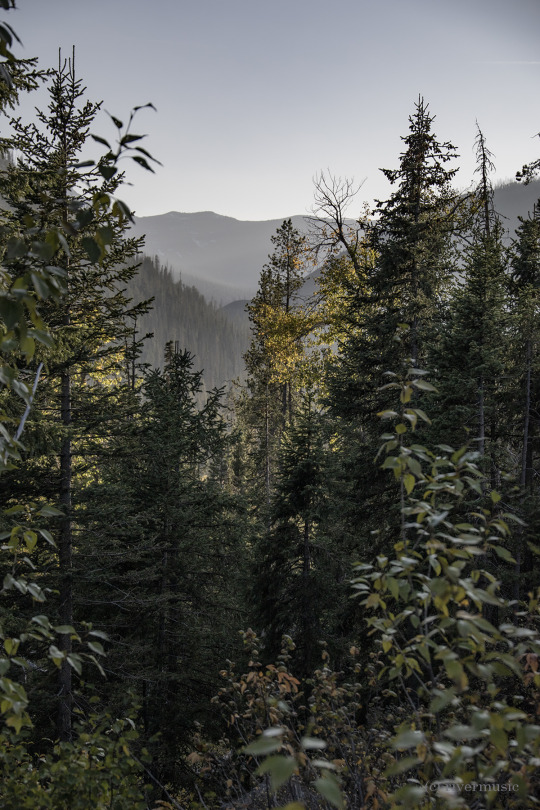 The Changing Forest: (c) riverwindphotography, September 2020