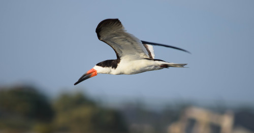 hey-there-nature: One of the coolest birds around - the Black Skimmer! These guys are the only skim