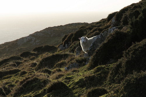 Sheep, Mynedd Mawr, near Aberdaron, Llŷn, Gwynedd, UK by Ministry on Flickr.