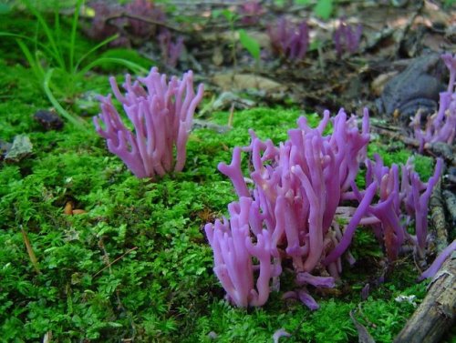 fungifanatics:Clavulina amethystina is a species of coral fungus in the family Clavulinaceae, it&rsq