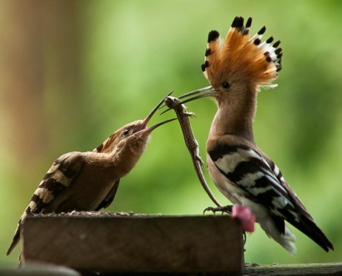 stuckinabucket:Hoopoe (Upupa epops)Hoopoes are like reverse woodpeckers, insofar as they can’t hamme