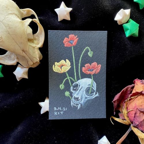 Impermanence: In Bloom.Cat Skull and Poppies (4 of 7).Loss strikes hard because we love deeply. It m
