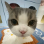 meowgumiiii