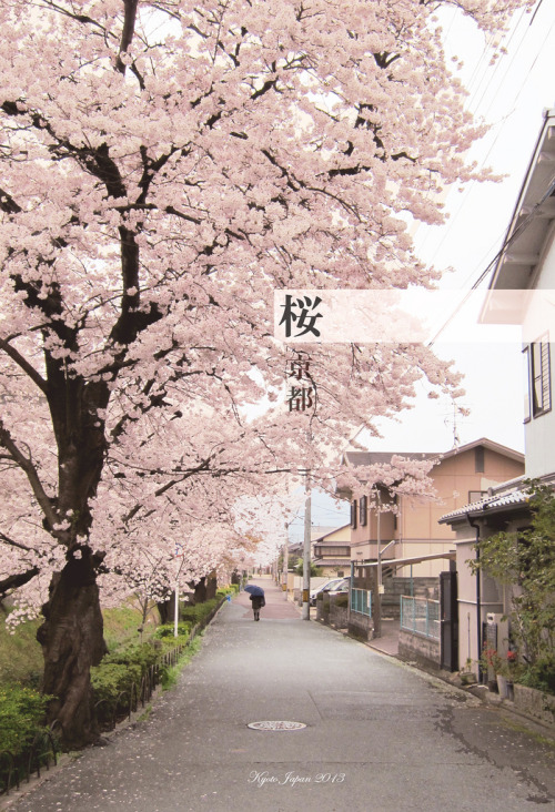 caelestial:Sakura in Kyoto by sellong on Flickr.