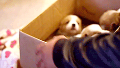 olivesaverin:This is what happens when you bring a box of corgi puppies to a college apartment… (x)