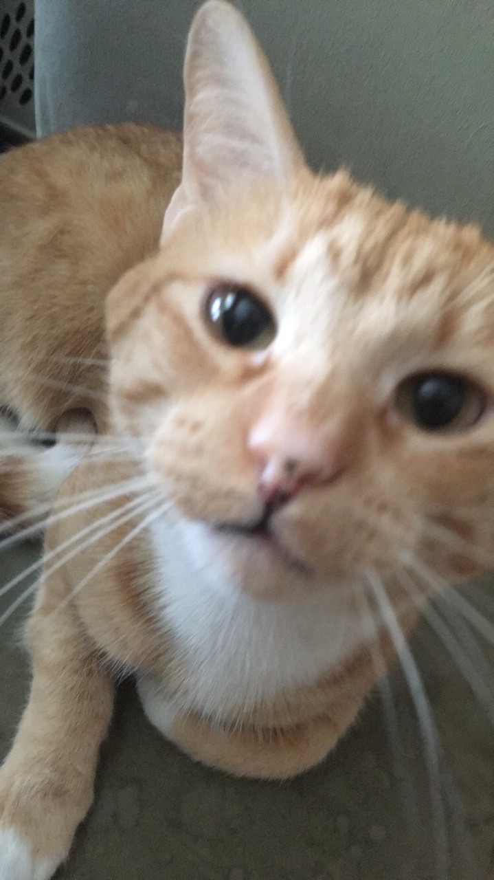 Unflattering Cat Selfies