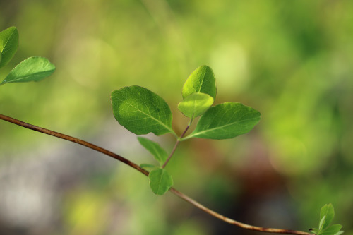 The wonders of the colour green.