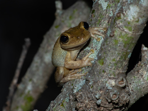 #Frog Friday w/ @geiss1136 !Those toes Happy Frog Friday &amp; Have a great weekend! ♋