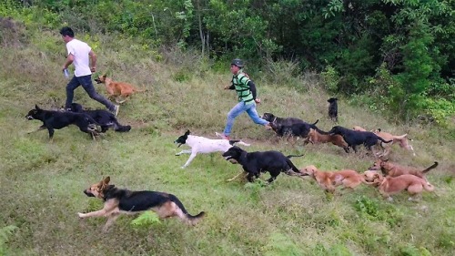 Dogs — Season 1 (Netflix)We don’t deserve dogs and we don’t deserve this docu-seri