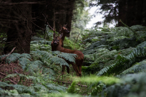 So That&rsquo;s Why They Call It Deer Park! - 52WFND 32/52 by Mark Robinson