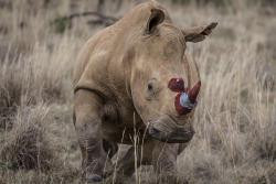 flowerfingers:  coolthingoftheday:  Conservationists in South Africa are infusing a special red dye into the horns of live rhinos. The mixture renders the horn completely useless to poachers attempting to sell it commercially. (Source)  This makes me