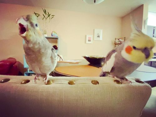 #littlebrothers#bird #birds #cockatiel #cockatiels #pet #pets #beau #dodo #babybird #cockatielsofi