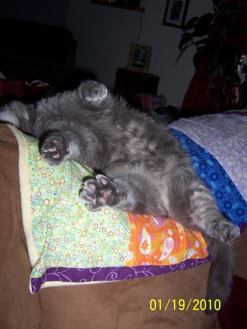 derpycats: kinggeorge