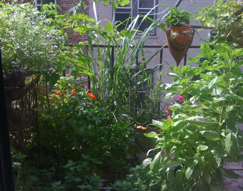 peachpup:  google image results for “fire escape garden”