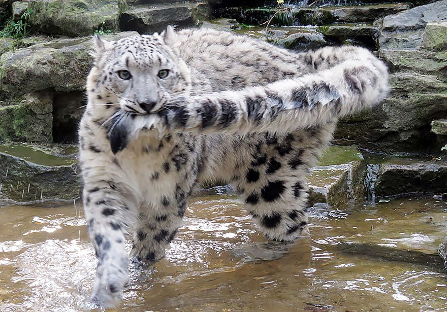 cobalt-doll:  awesome-picz:   Snow Leopards Love Nomming On Their Fluffy Tails. @dan-rowbell