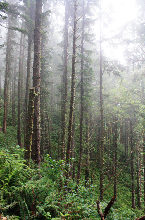 bright-witch: Oregon Coast, by me. Please do not remove credit!