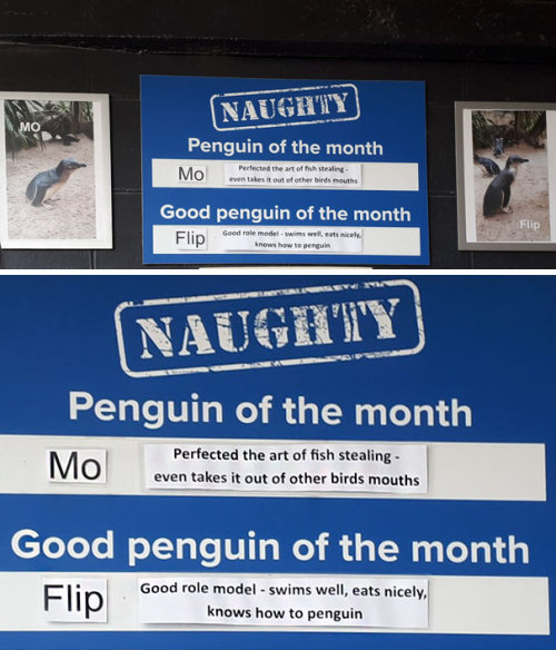 its-little-miss-muffet: catsbeaversandducks: This Aquarium Picks The Naughtiest Penguin Of The Month