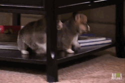 babyanimalsdaily:  Puppies synchronized falling 10 10Follow Us for More BABY ANIMALS DAILY