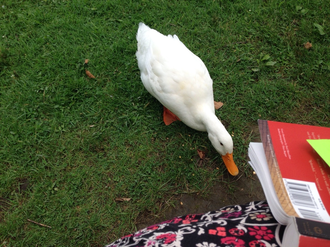 Duck tales