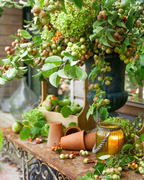 On avance doucement vers l'automne, les couleurs du jardin ont déjà changées&am