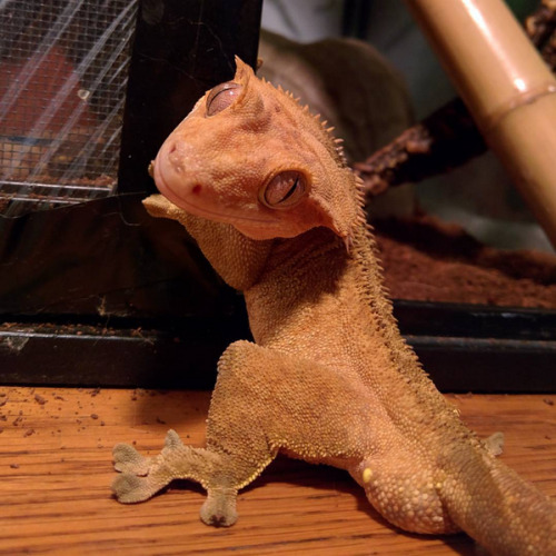 one-geck-to-rule-us-all: kittje: “5 minutes into pangea and chill then he gives you this look&