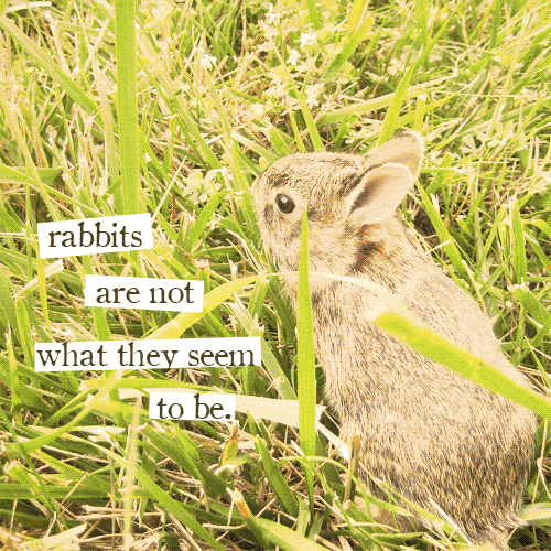 aetheling:Welcome to Night Vale quotes : Episodes 5 - 8