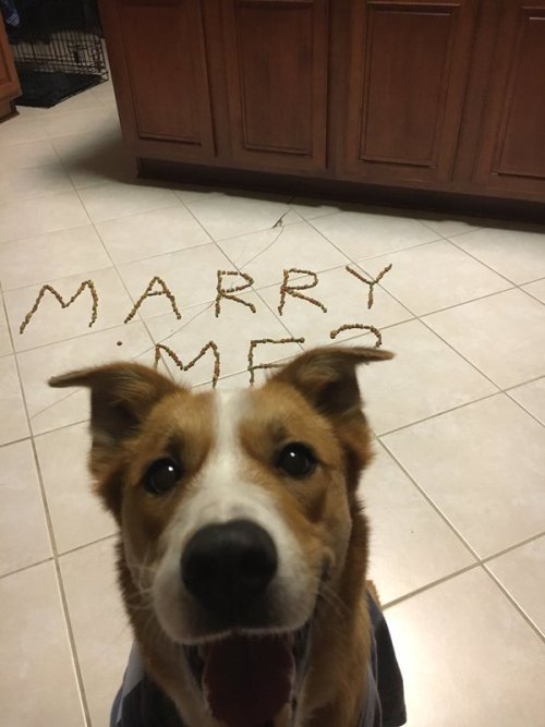 babyanimalgifs:  more baby animals here