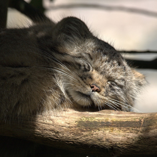 modificationnotmutilation:  acknowledgetheabsurd: Pallas’s cat is a small wild cat having a broad but patchy distribution in the grasslands and montane steppe of Central Asia. The species is negatively affected by habitat degradation, prey base