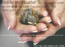 king-amphy:  llbwwb:  PSA:My Mother never told me this! Reblog to save a baby Bird:)  JUST A LITTLE HISTORY FACT MY GRANDFATHER TOLD ME:The reason this myth was a thing, was because back in the 30’s-50’s or so ( I can’t remember the time)There was