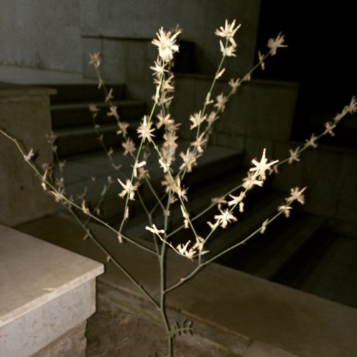#plant (at Nahdha,jeddah)