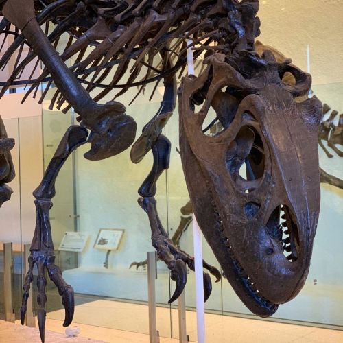 Happy #FossilFriday! Today we bring you Allosaurus. Did you know? This intimidating carnivore reigne