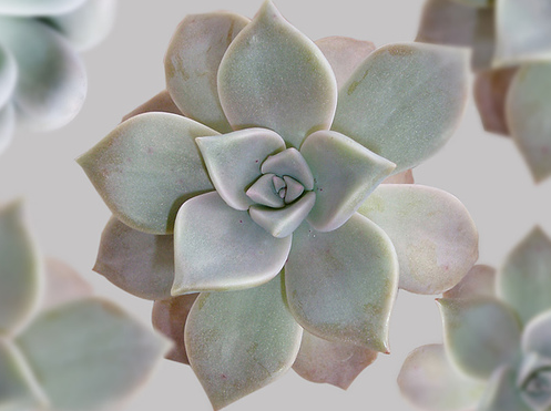leaaves: su-su-su-succulents: Graptopetalum paraguayense talk to me if you’re sad or lonely x