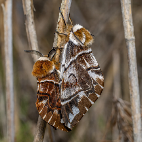 Moth Of The Week