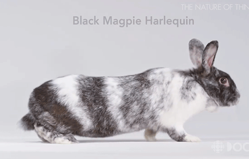 mad-hare:thank a breeder for producing such a wide variety of phenotypes for your enjoyment