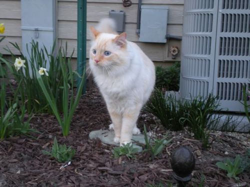 Watson, my brother’s cat I watched last summer. He was the strangest, most hilarious cat I&rsq