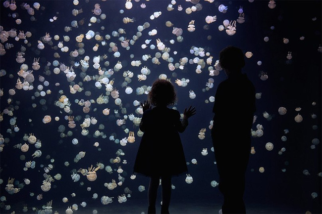 pearlsgay:  culturenlifestyle:Stunning Images Of Jellyfish At The Vancouver Aquarium 