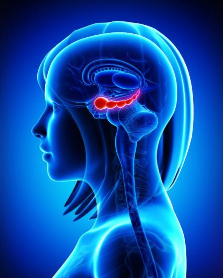 neurosciencestuff:Patients with recurrent depression have smaller hippocampiThe brains of people wit