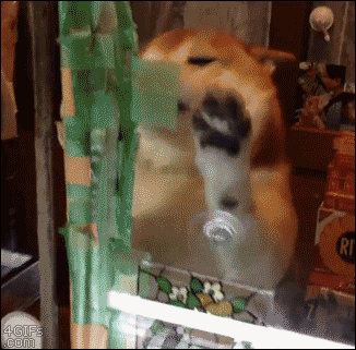4gifs:  Must contain excitement. Such professional. [video]