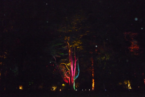 The Enchanted Wood, Part IWestonbirt Arboretum, Gloucestershire. December 2013 It&rsquo;s such a